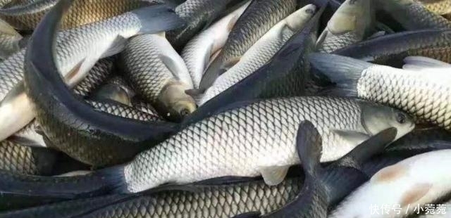 草鱼5种最好吃的做法,简单美味又下饭,看看你喜欢吃哪种?