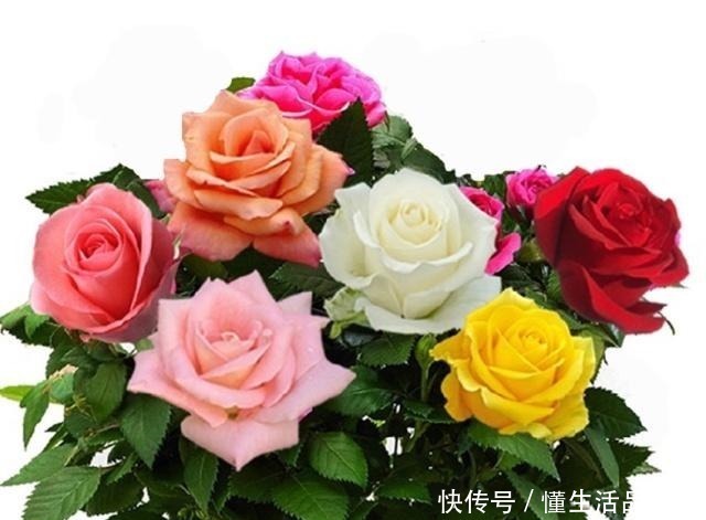 风信子|世界上最美的十种盆栽花卉,每种都精美无比,总有一盆适合你!