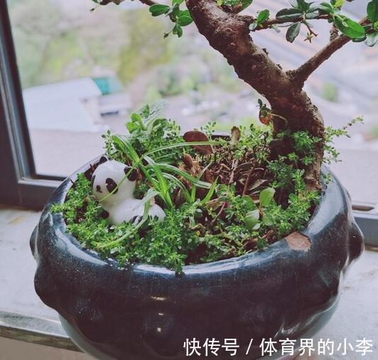 盘点一下今年被我养挂掉的花,品种不多,第6种现在还觉得很可惜