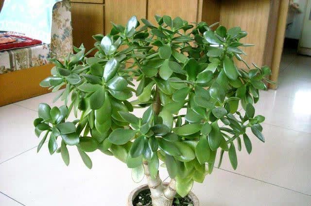 俗语:“客厅有树,十有九富”,不是迷信,为了好兆头也要养一盆