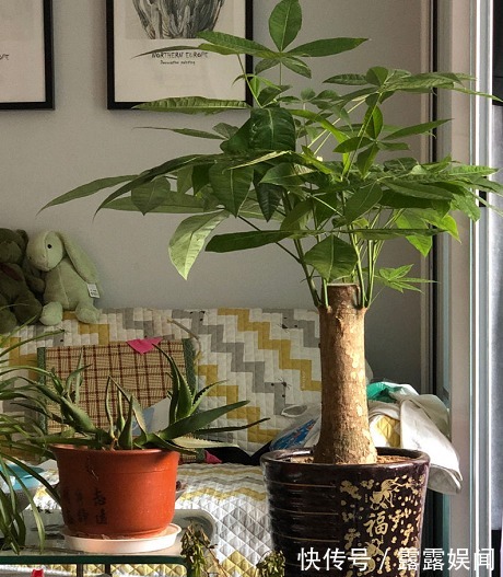 花盆别乱用，用对了花儿蹭蹭长，用错了花死得快！