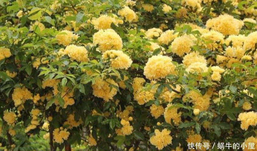 美爆阳台的“4种花”,好养易活,成就感满满,花美心情好!