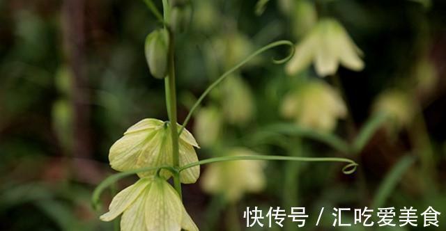 锈病|养花试试这款,花色艳丽,是珍贵的药材