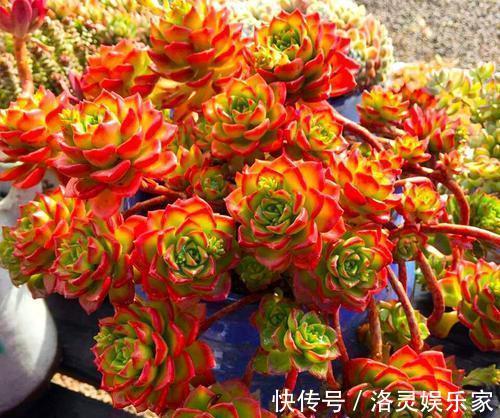 小技巧|多肉“蒂亚”还在充白菜3个小技巧,浑身红彤彤,颜色最耀眼