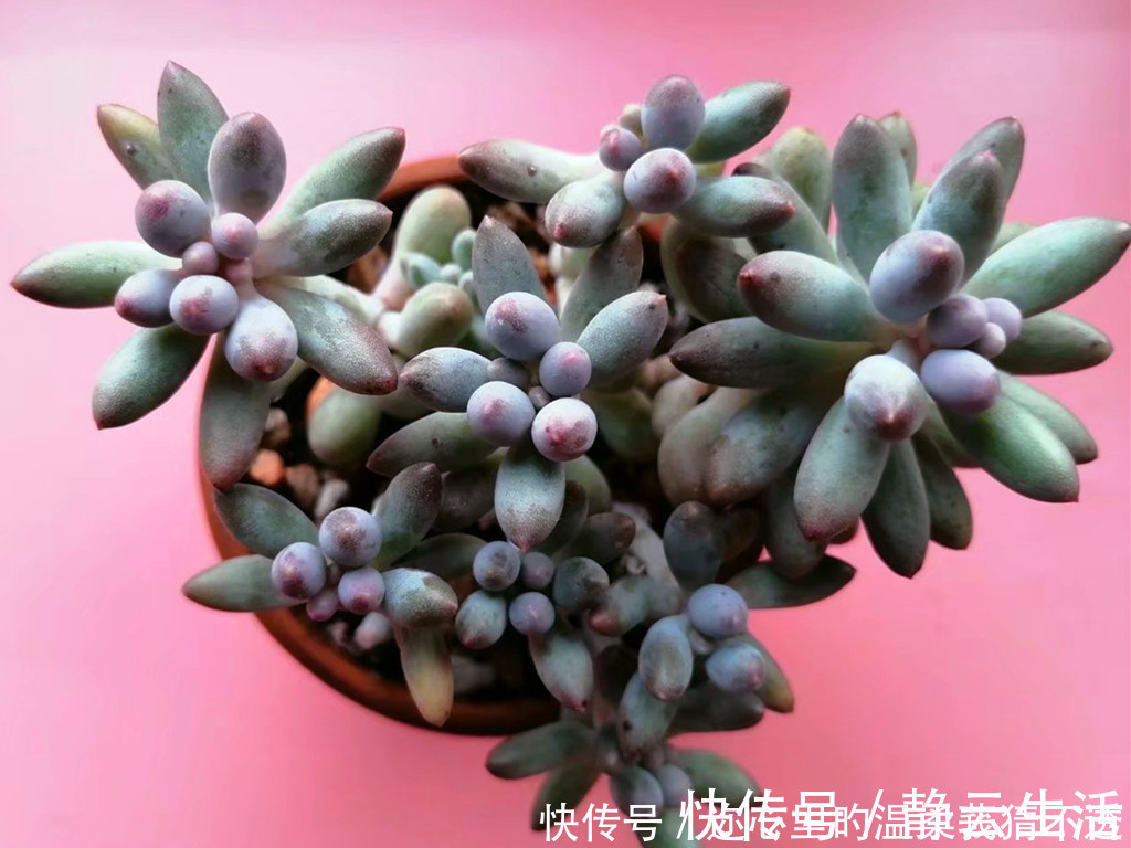 浇水|养多肉经常走进的3个误区,大胆走出来,你的多肉会越来越美