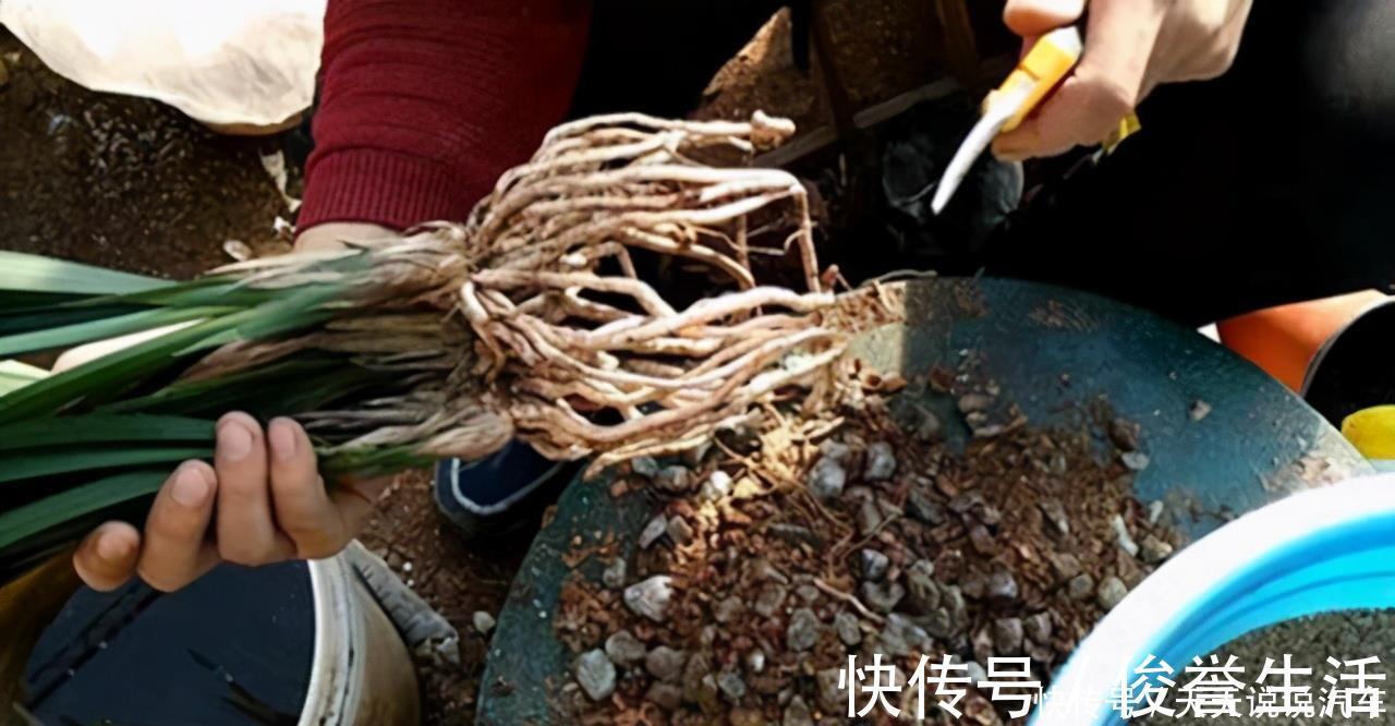 嗖嗖|养兰花“第一步”,做好了,花箭嗖嗖冒,越长越顺利