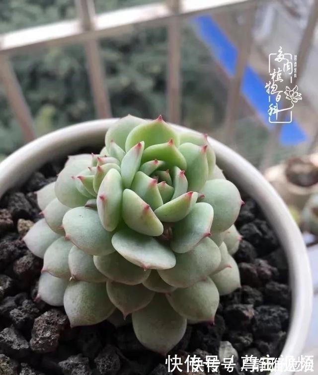 静夜|养多肉三年多,初见惊鸿!累并快乐着!养多肉三年多,初见惊鸿!累并快乐着!