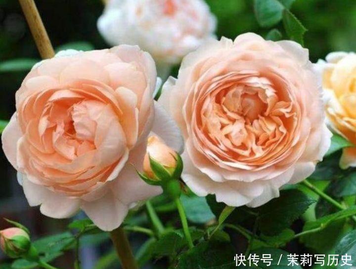 家养几款花卉，便宜又好养，花儿轻松开爆盆，养在阳台超美的