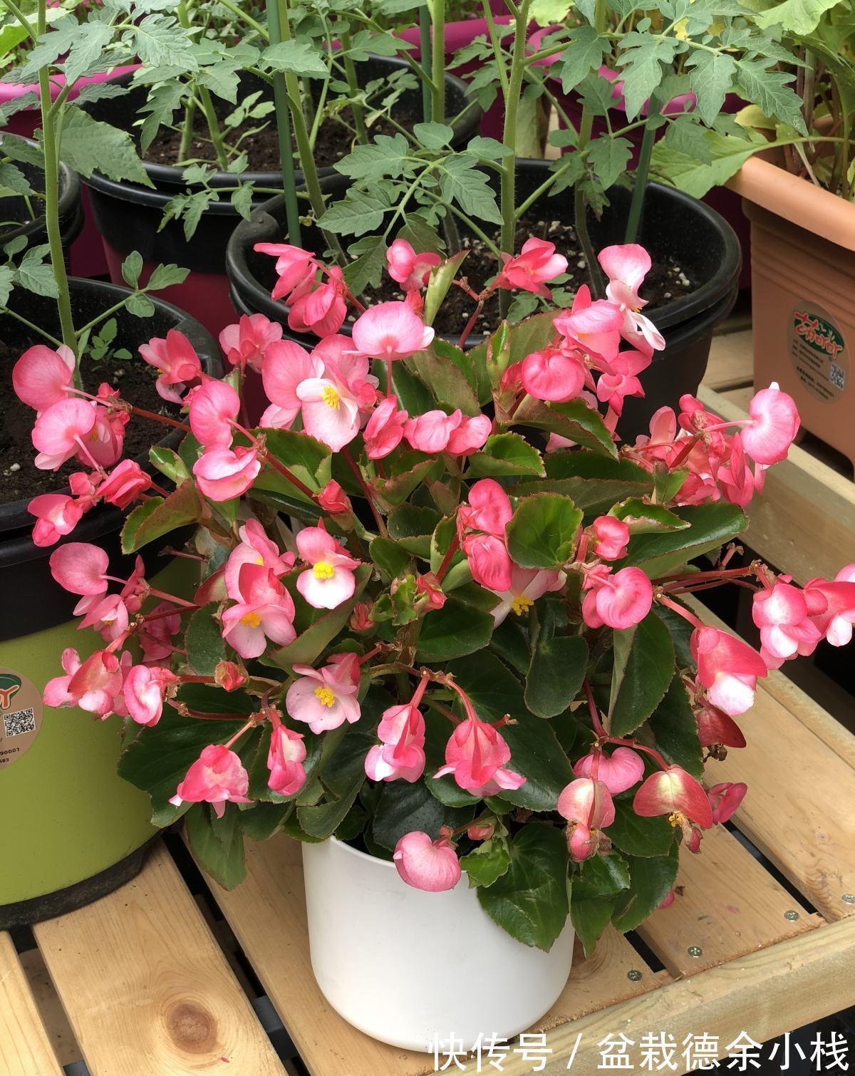漂亮花|6种“漂亮花”,天天被人爱,家里养一盆,365天轮流开