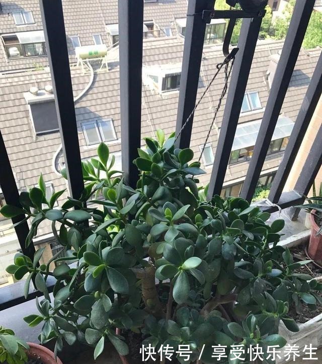 8种镇宅花,窗户边养一棵,霸气又镇宅!