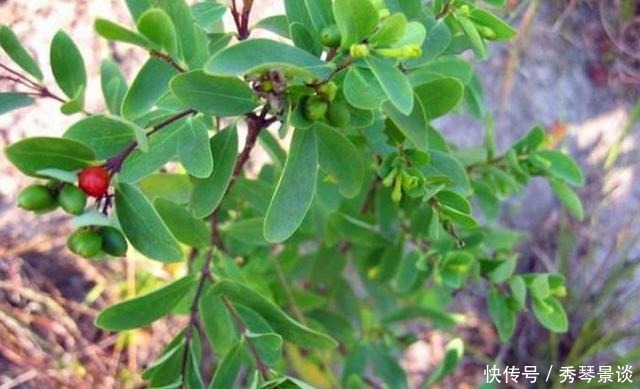 常见|这种野草很常见，皇帝给它取名“紫金鞭”，但是很多人却不敢碰它