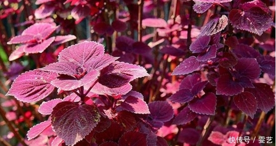 農村|農村這種常見野菜，老人最愛吃，能散寒理氣、止痛清痰，你吃過嗎