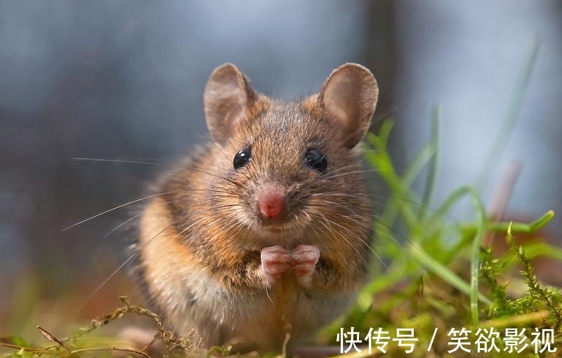 生肖鼠：运势都是呈现旺盛的景象，一甩之前的所有烦恼，人生逆袭