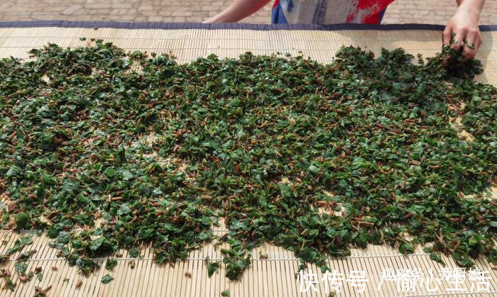 马齿苋|此菜农村到处是，新鲜的不起眼，晒干后太美味，冬天蒸包子吃真香
