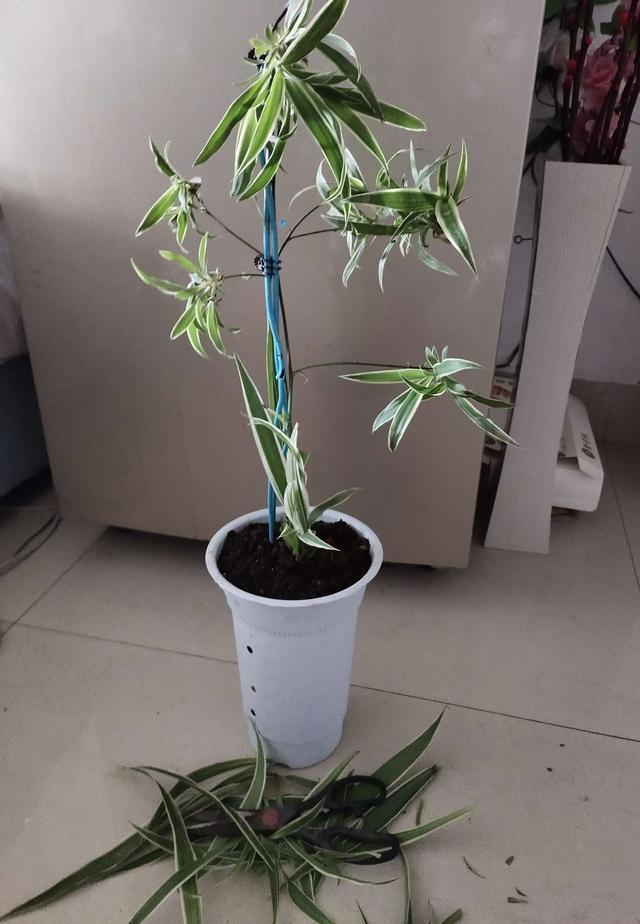 谁说吊兰只能吊着养，打破常规，养出独特优美的精致吊兰