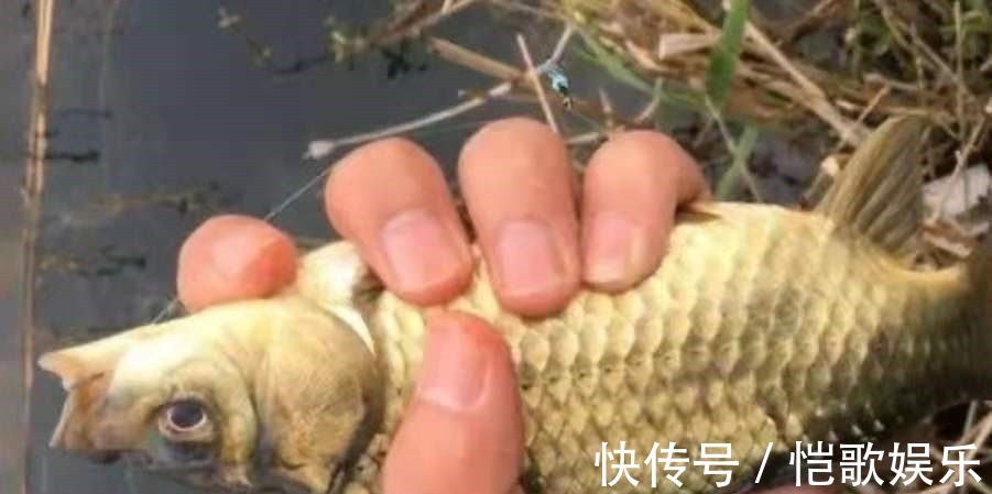 钓底|后悔现在才察觉:鲫鱼上浮后,只需调整调整,比钓底还过瘾
