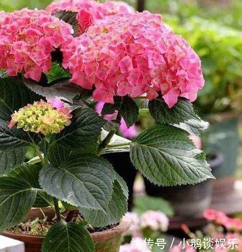 种花|“7种花”适合养家里，一年四季都能养，开花迷人，一盆养好多年