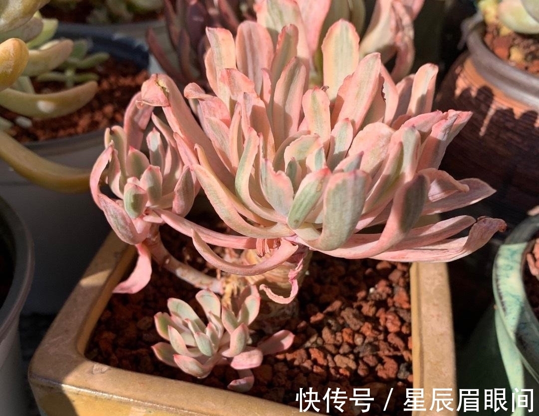 飞鸟|多肉露养,小心飞鸟,多肉叶子都吃了,插几根牙签,避免咬伤