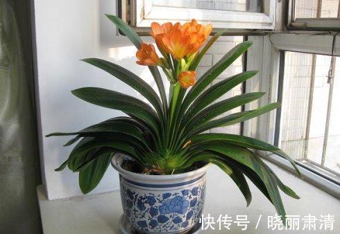 白醋养花的几个小妙招,不施肥、不换土,轻松养爆盆