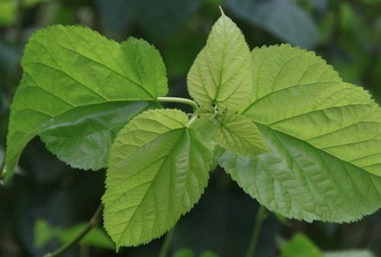 桑枝|你有脚气吗农村一种普通的树枝,专门治脚气,快速有效还免费!