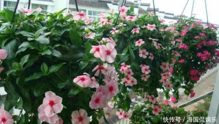 养花就养4种花,家里养一盆,开花漂亮一年不停,越养越喜欢