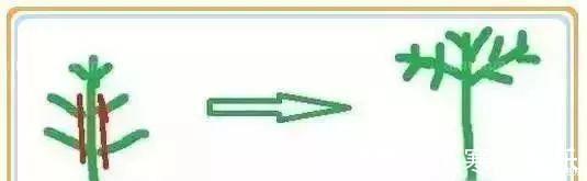 养花要“七分管、三分剪”,花卉如何修剪你一定要懂