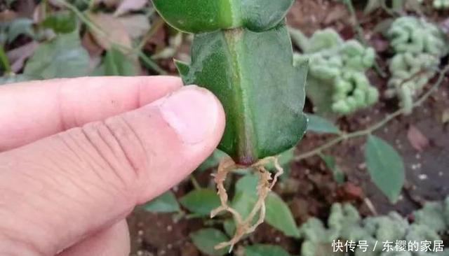 降成本养花,6种花1根枝变1盆,加点它,插多少活多少