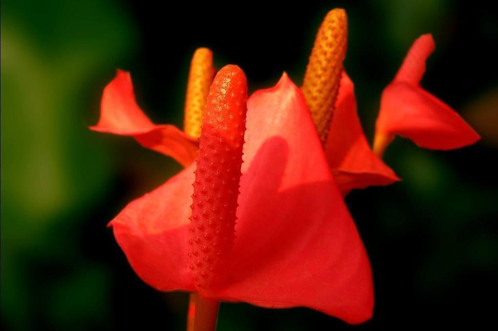 子株|红掌这么养，每年开花，爆盆，1盆变10盆