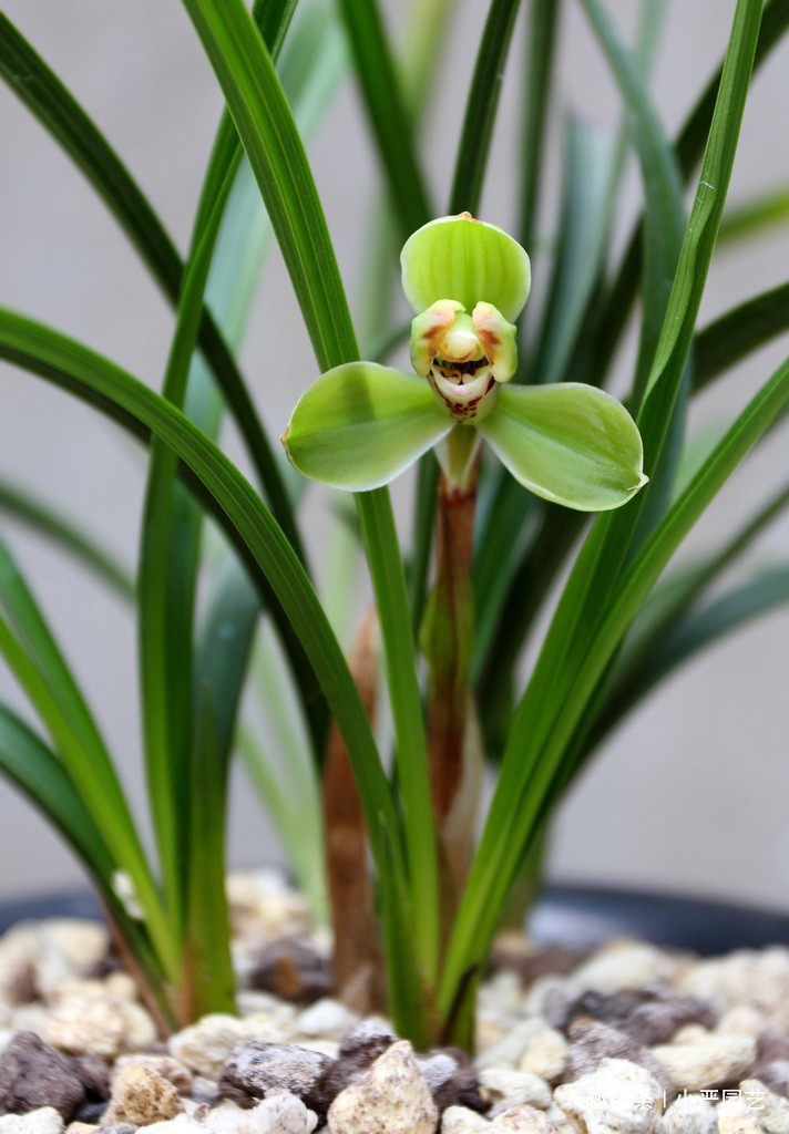 养兰花有一个“关键动作”,做好了开花水到渠成