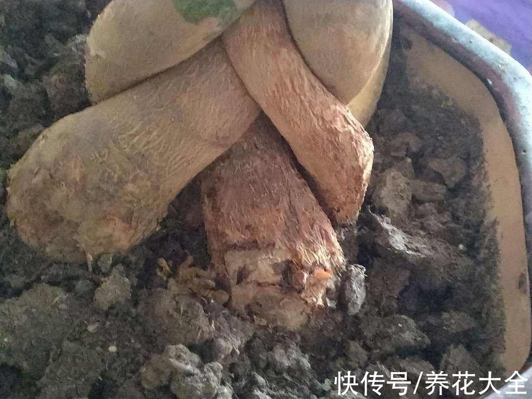 缓盆|为啥明明浇水不多，但植物还是烂根了，看你踩这4个坑了没