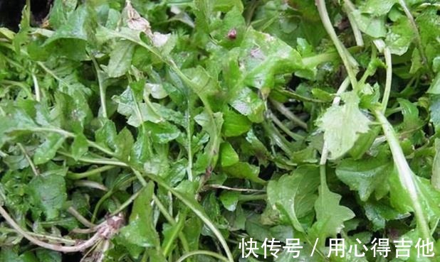 维c|冬季的“野菜之王”，遇到多买一些吃，富含11种氨基酸，利肝明目