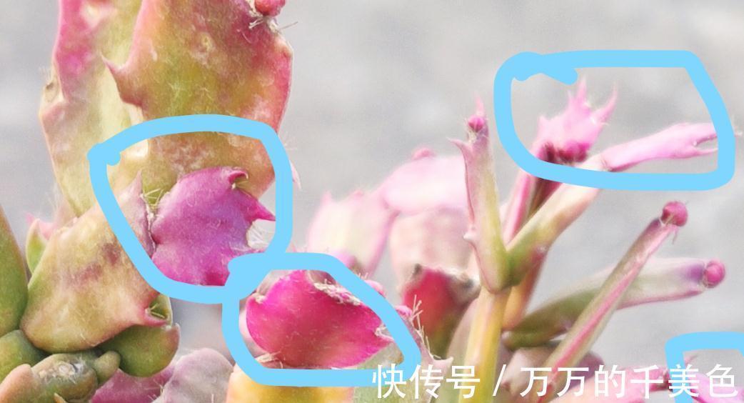 蟹爪兰,秋季苏醒后这样管理才能叶片不萎蔫、花开爆盆不落蕾