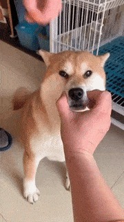 |搞笑GIF:这肯定是摆拍,不信你看这大长腿怎么开车