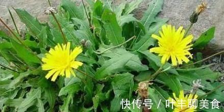 嘛嘛香|咽喉肿痛受不了,常吃以下3种野菜,嗓子不痛了,吃嘛嘛香