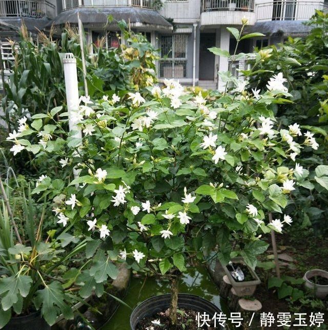 养茉莉花，剪几刀，拉个枝，茉莉新芽呼呼窜，花开满树，又多又香