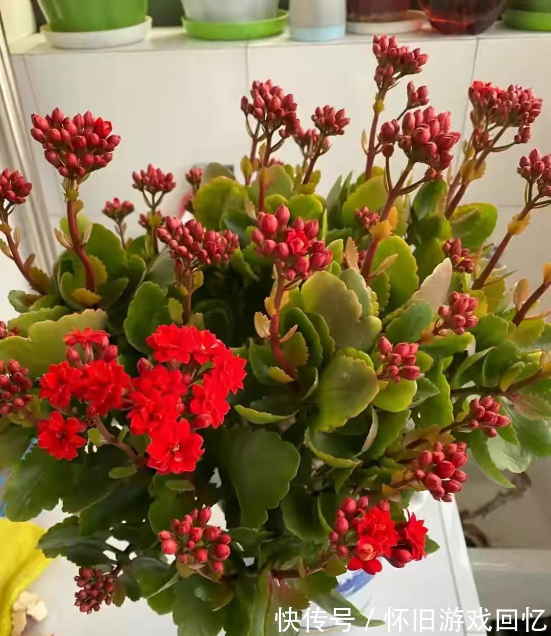 光照|长寿花打花苞了,注意4点,不消苞,不落蕾,花期长