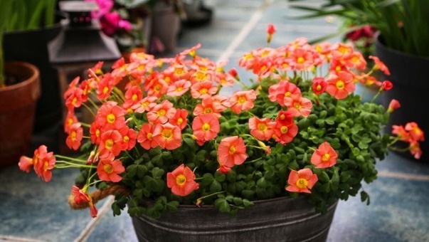 新手养花,不如养盆花中精品“初乌”,厚重光泽,朴实华丽!