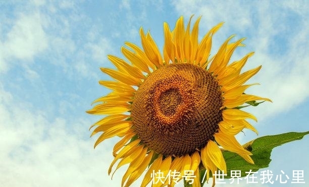 金牛座|11月以后，喜鹊临门，良缘天定，旧情复燃，不舍旧爱，生死相随