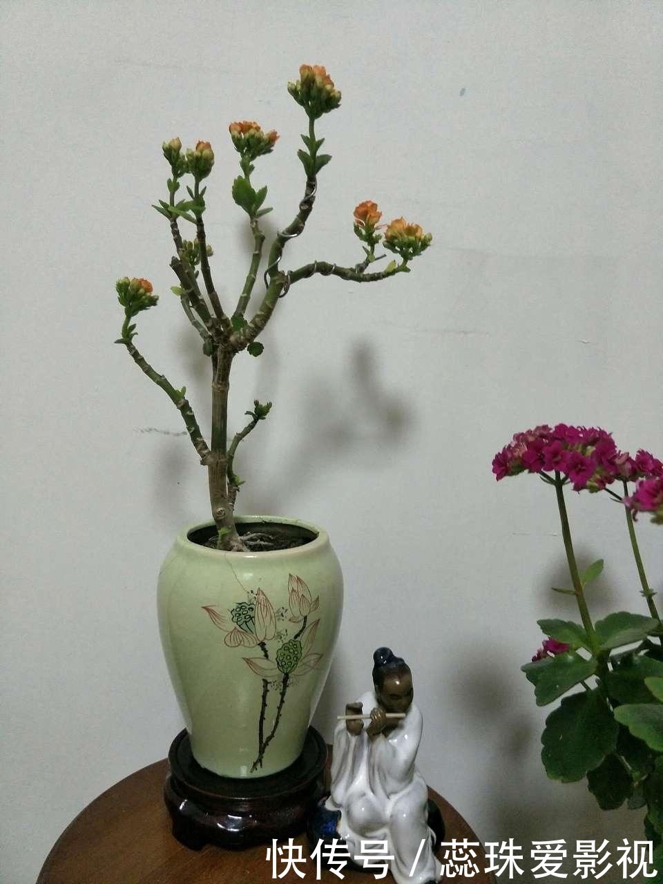 多菌灵溶液|美女养长寿花，狠心“撸光叶”，留下秃枝干，50天就成霸气老桩