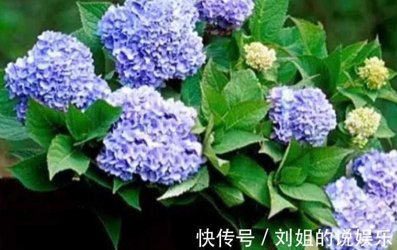 如果你对绣球花情有独钟,那你得看看这些养护秘籍