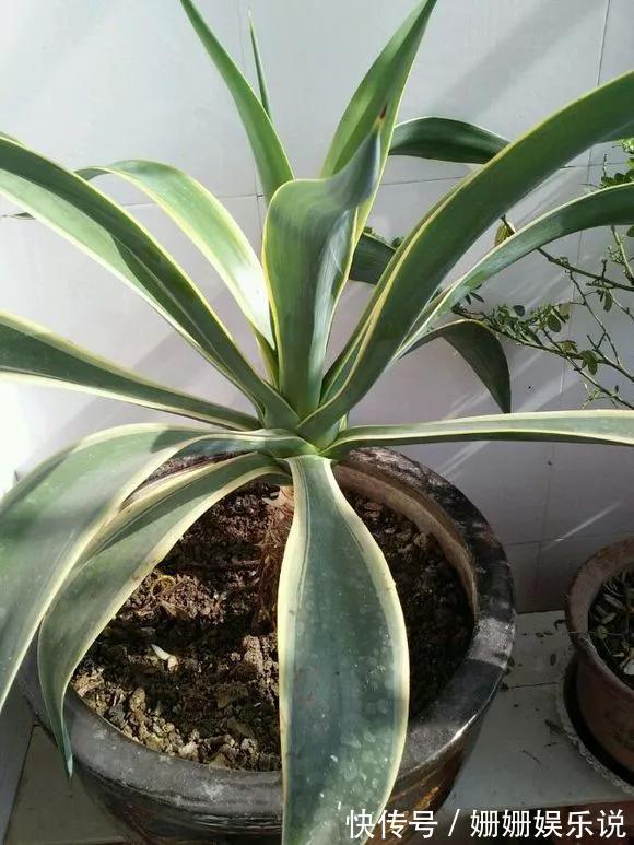 3种“丑花”,长得不怎么样,却能旺运镇宅,关键还好养