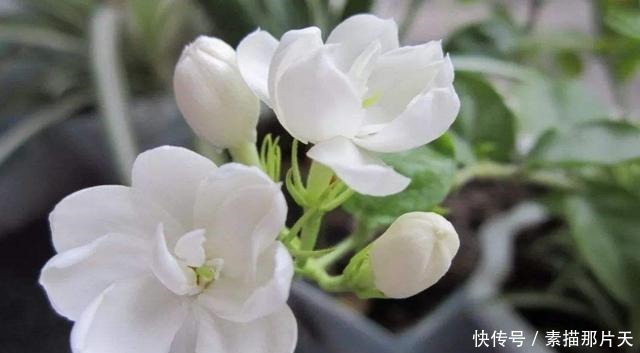 3种花适合家养,一年四季开花不断,养出一个小花园,新手也爆盆