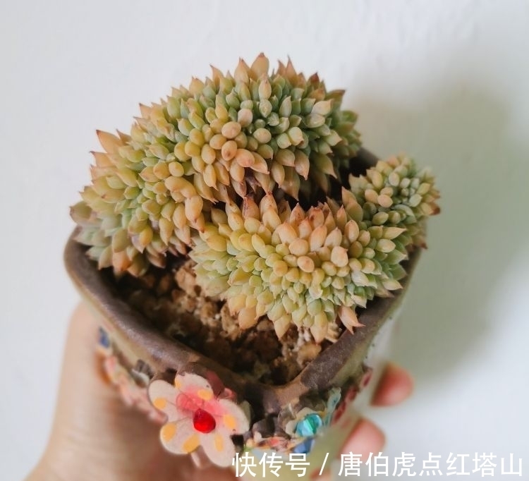 多肉变“畸形”,身价能翻好几倍,可遇不可求!