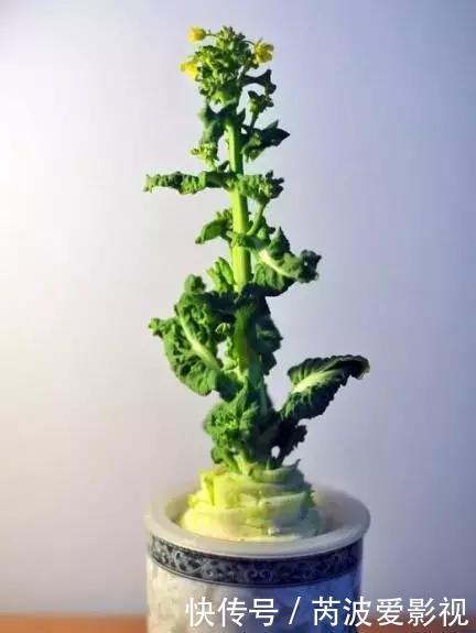 厨房里这9种菜根不要扔，泡水就能活，比绿萝好看多了！