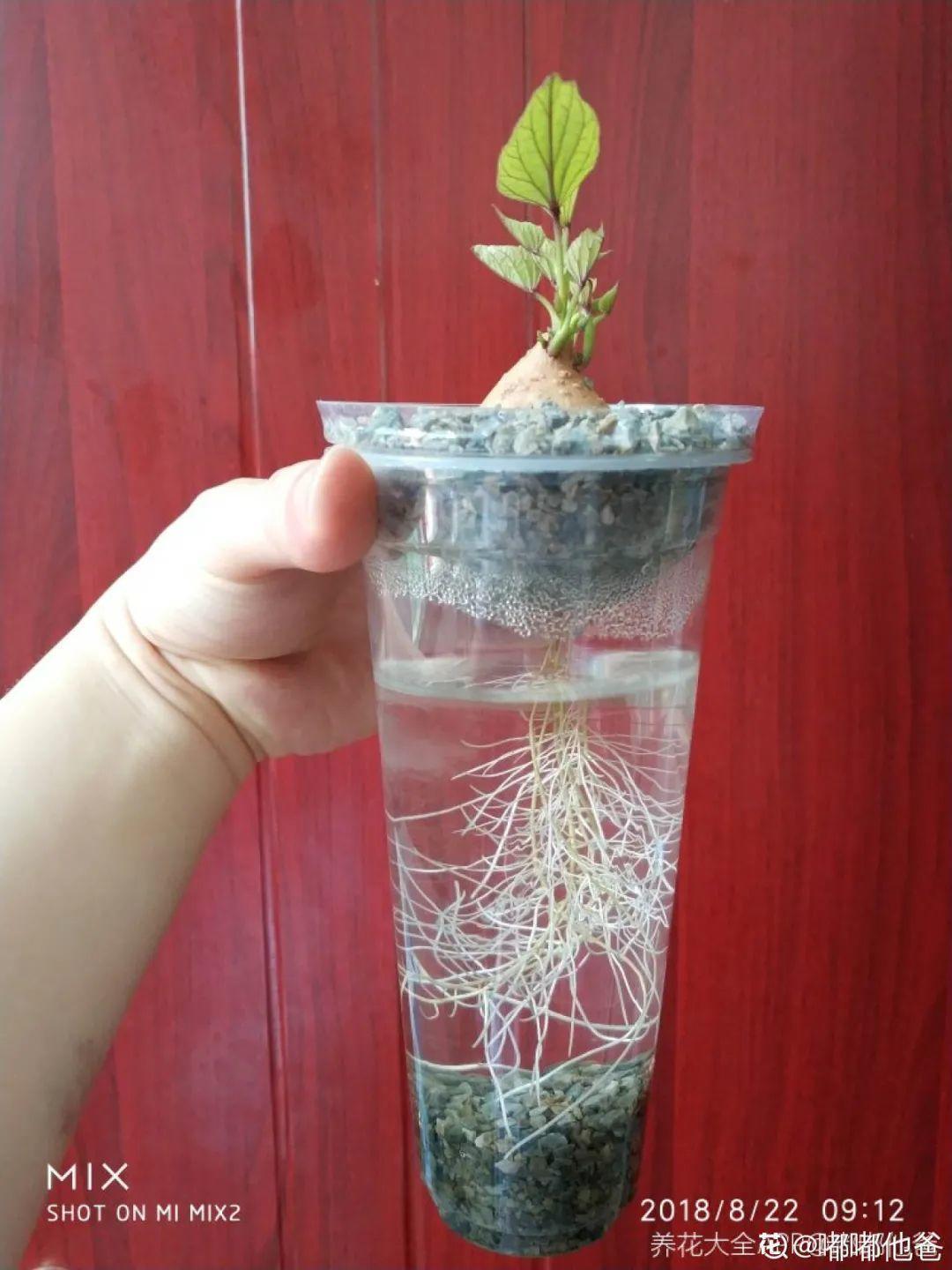 发芽|玉米棒子插盆里，7天冒出小森林，比绿萝吊兰好看