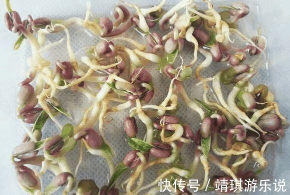 绿豆|玻璃瓶里撒把绿豆, 长出盆小森林!