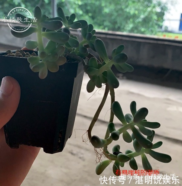 夏天火祭变乱草，熊童子成碰碰香别着急，秋天3招美回来