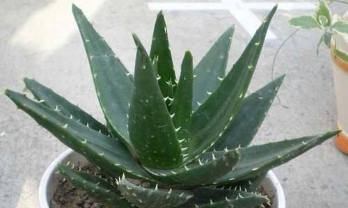  生长缓慢|芦荟叶片瘦，长的慢，怎么办？