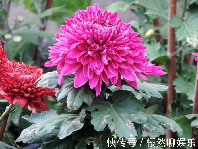 名菊|喜欢菊花，不如养盆“稀品名菊”东莞红，娇艳多姿，花色艳丽！