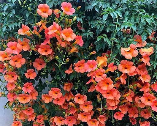 铁线莲|这些“大型花”无论多漂亮,眼馋也别买,没有大院子,买了白扔钱